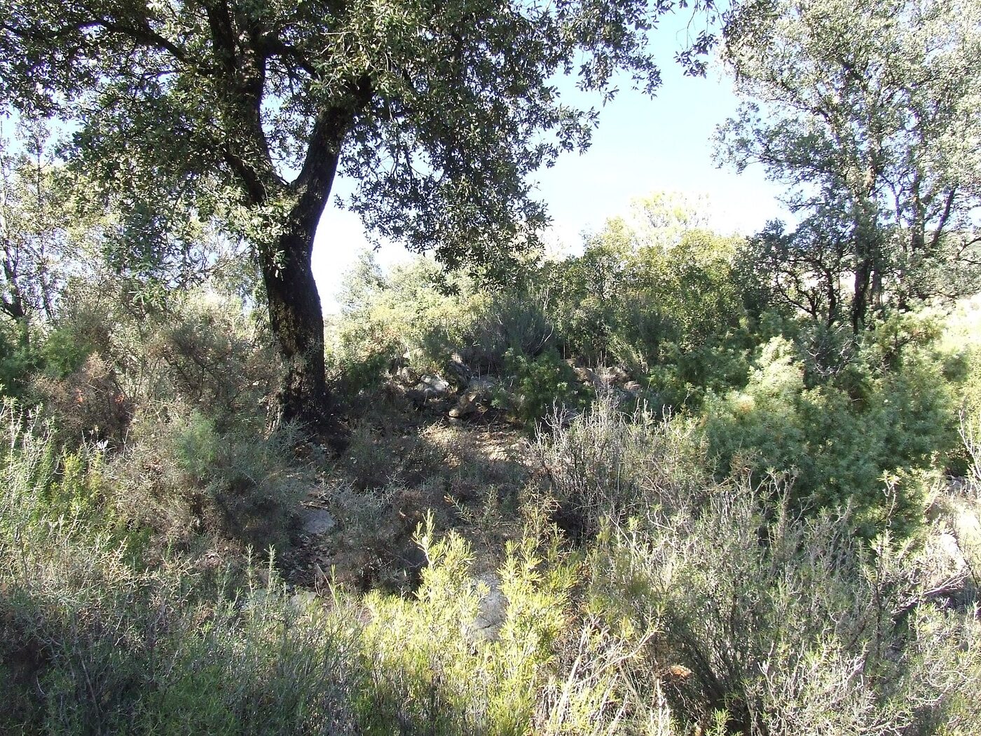 Sant Miquel d'Abella de la Conca en Abella de la Conca